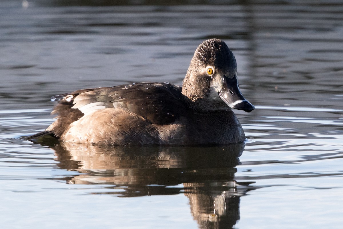 Ring-necked Duck - ML132564721