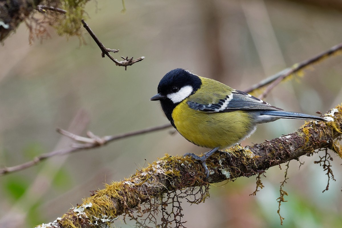 Green-backed Tit - ML132565201