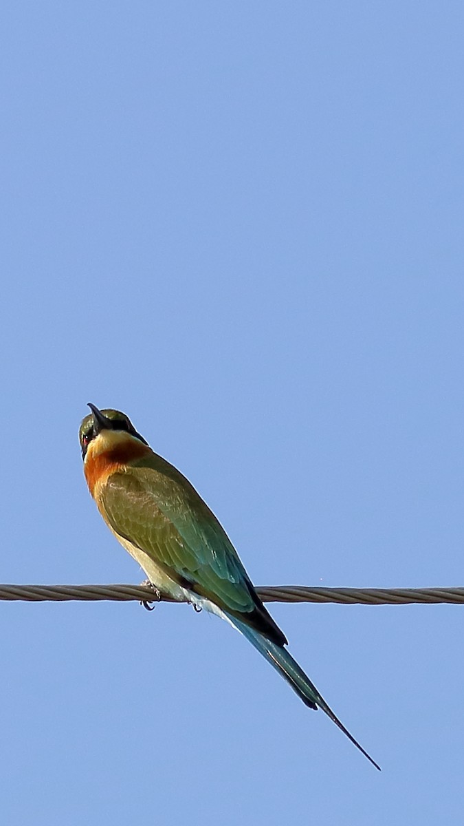 Blue-tailed Bee-eater - ML132567611
