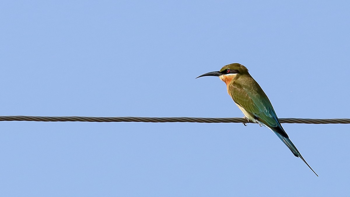 Blue-tailed Bee-eater - ML132567631