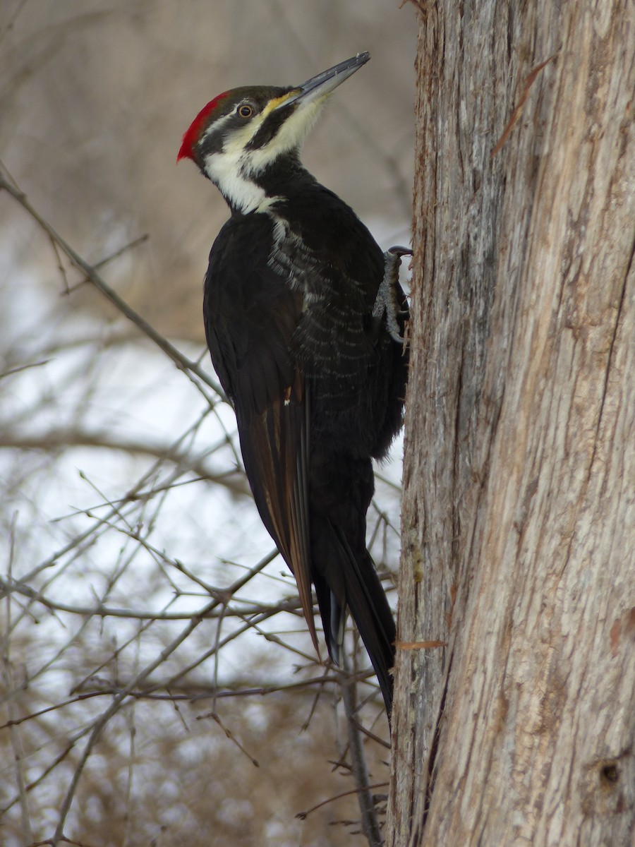 Pileated Woodpecker - ML132568431