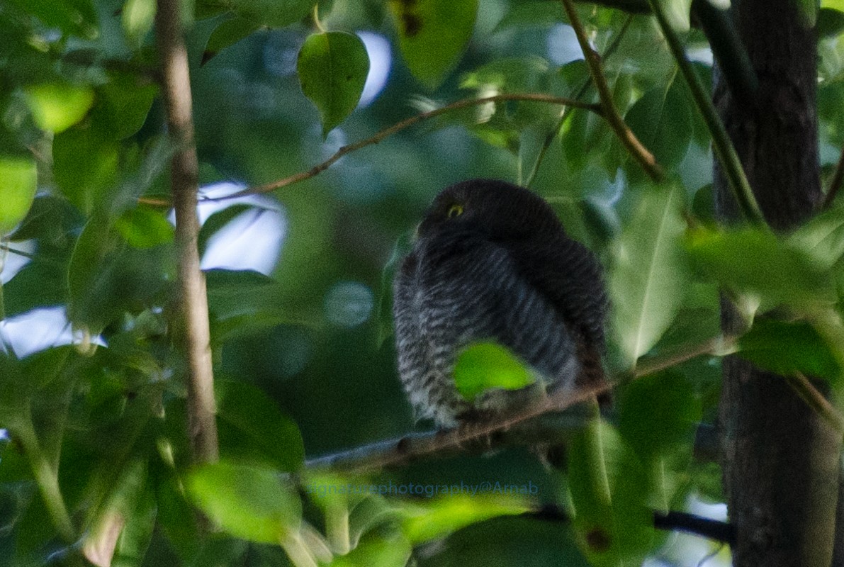 Jungle Owlet - Arnab Chattopadhyay