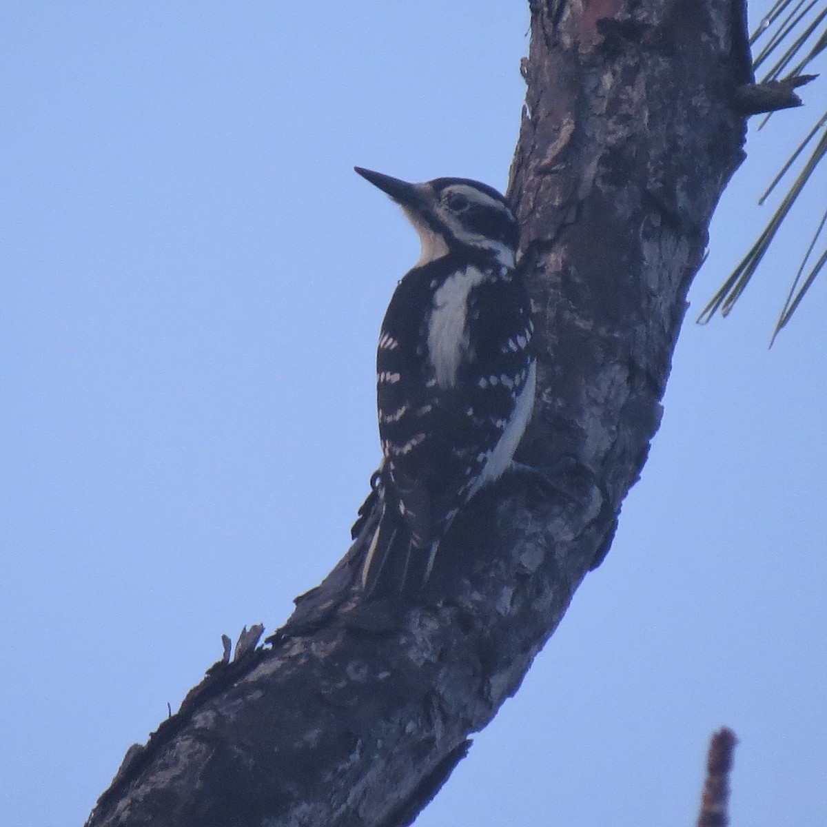 Hairy Woodpecker - ML132571671
