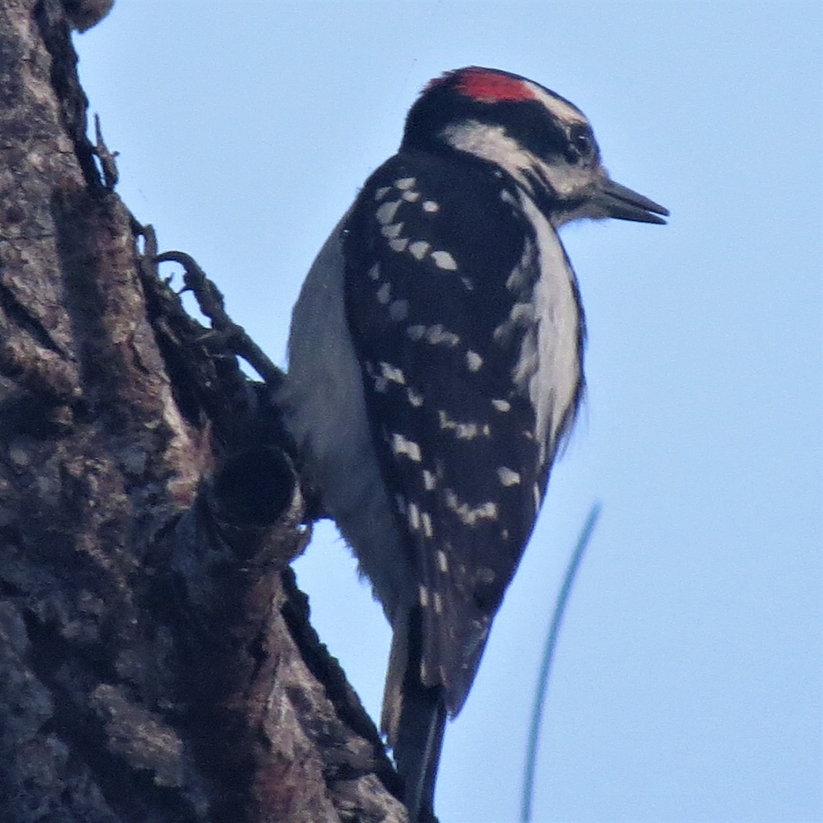 Hairy Woodpecker - ML132571721