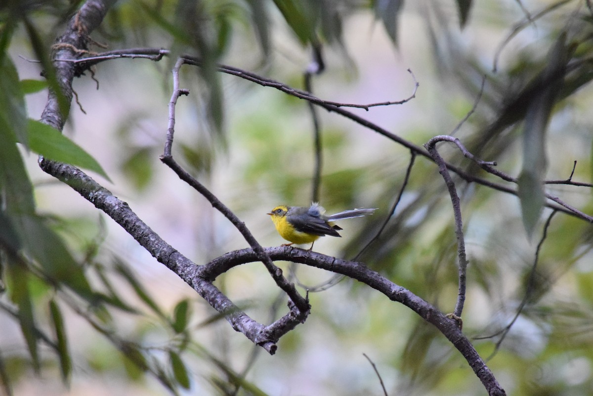 Yellow-bellied Fairy-Fantail - ML132573571