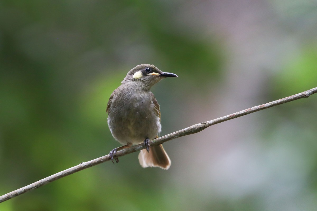 Yellow-spotted Honeyeater - Ged Tranter