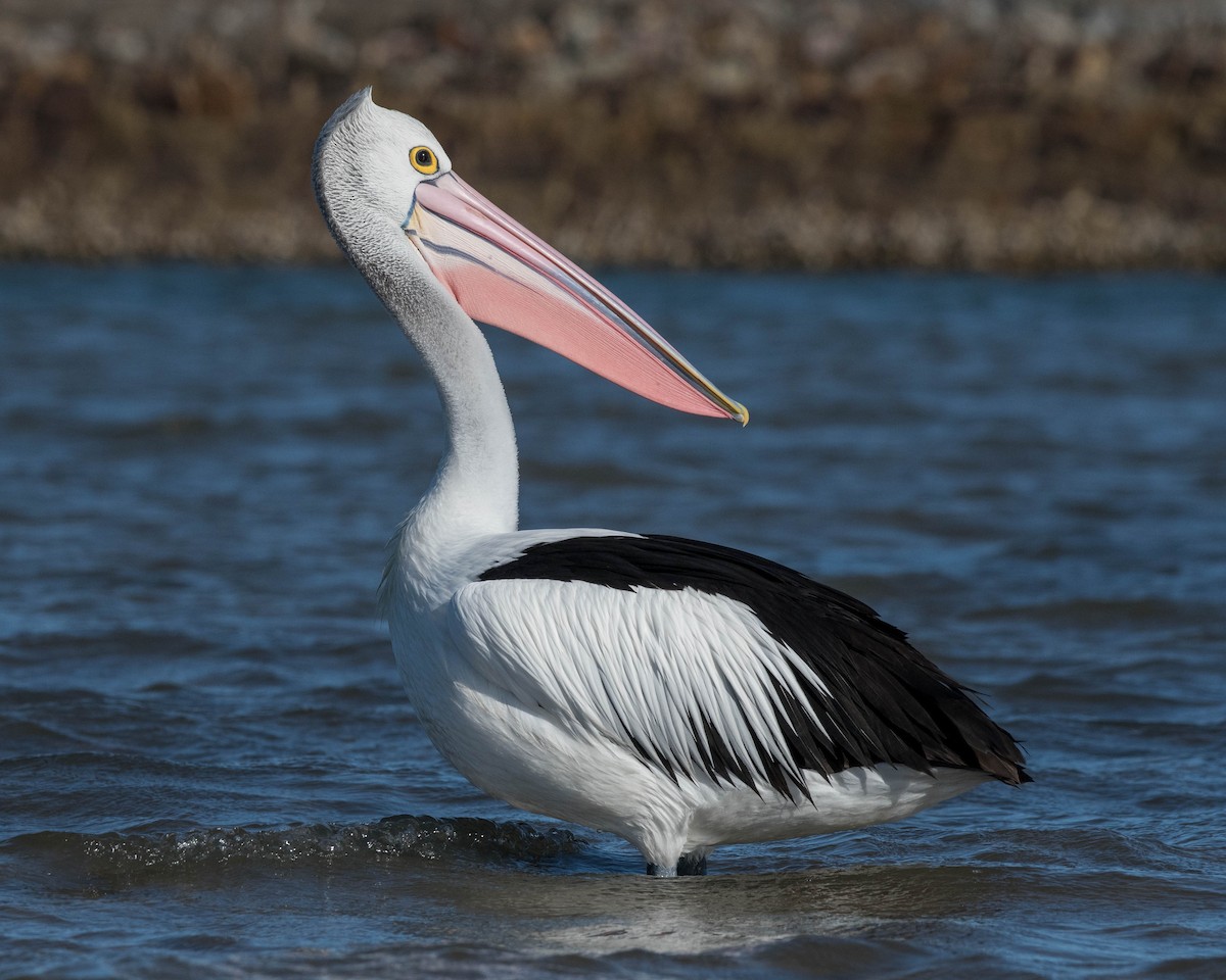 pelikán australský - ML132577481