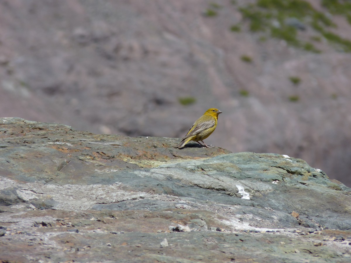 Greater Yellow-Finch - ML132577731