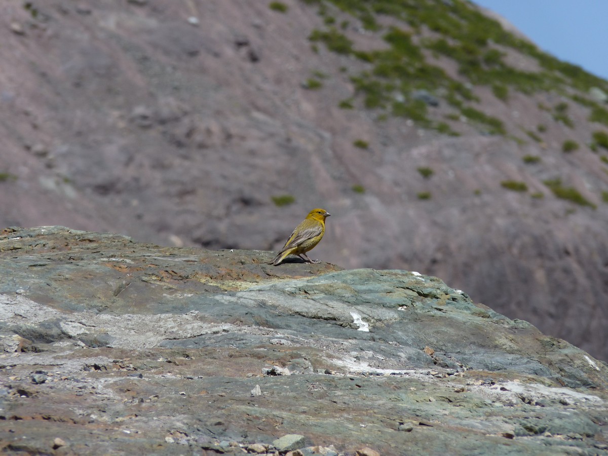 Greater Yellow-Finch - ML132577751