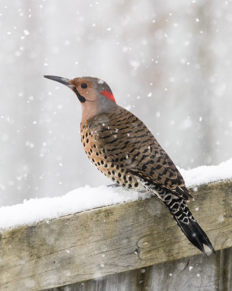 Northern Flicker (Yellow-shafted) - ML132577811