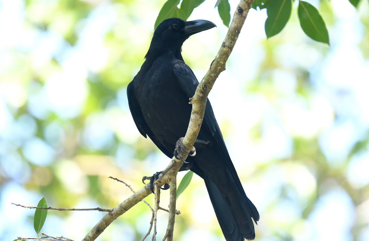 Large-billed Crow - ML132577951