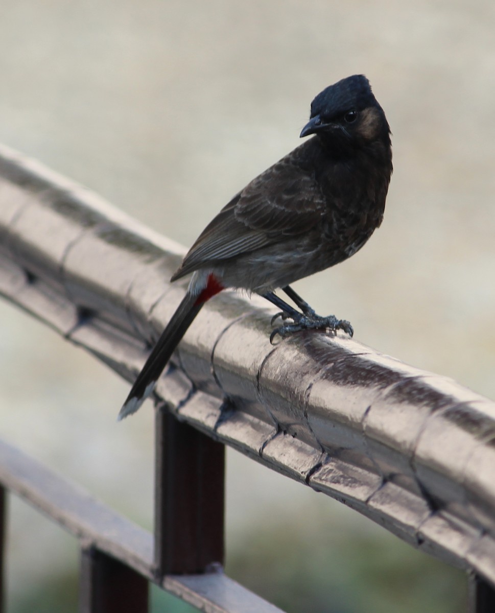 Red-vented Bulbul - ML132580181