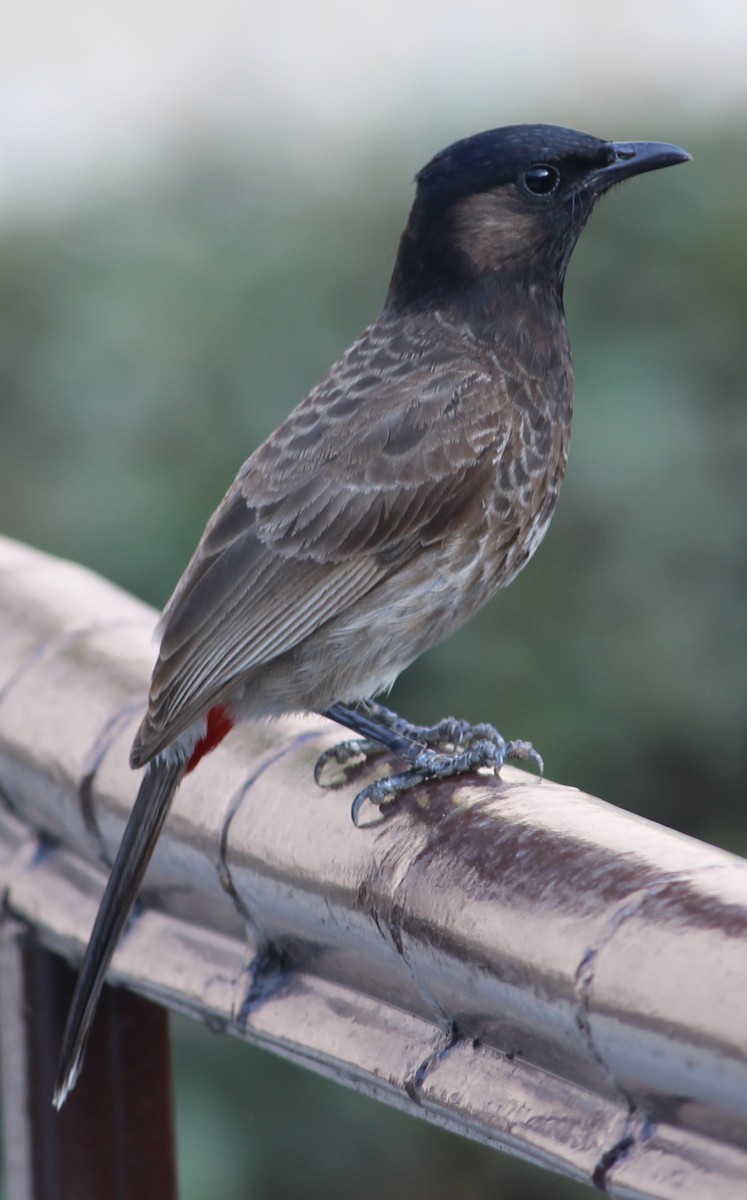 Red-vented Bulbul - ML132580201