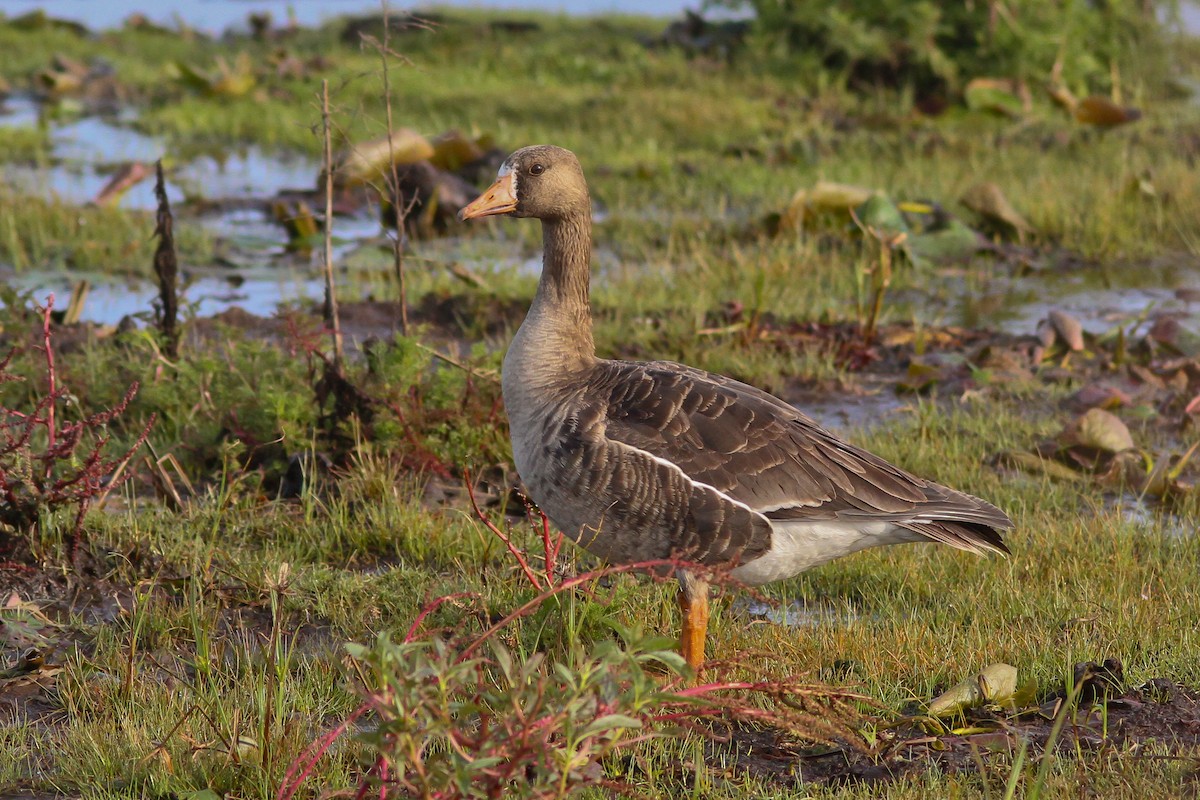 Greater White-fronted Goose - ML132580251