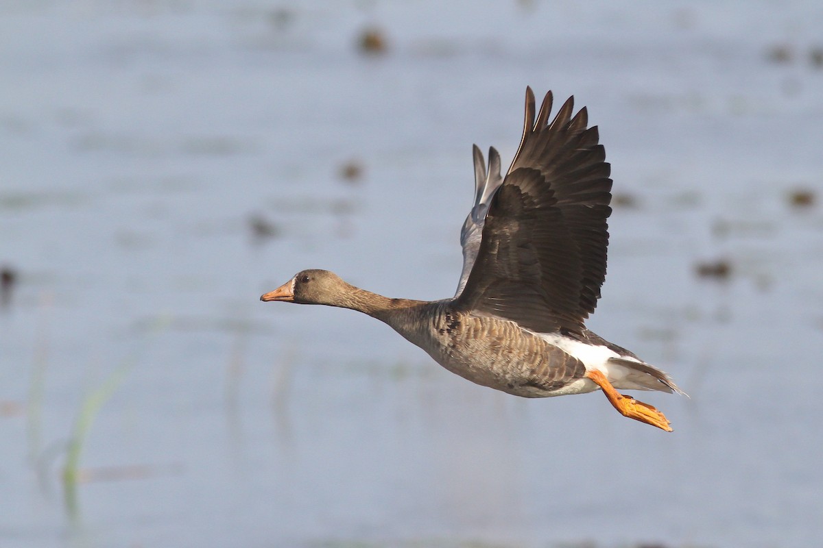 Greater White-fronted Goose - ML132580291