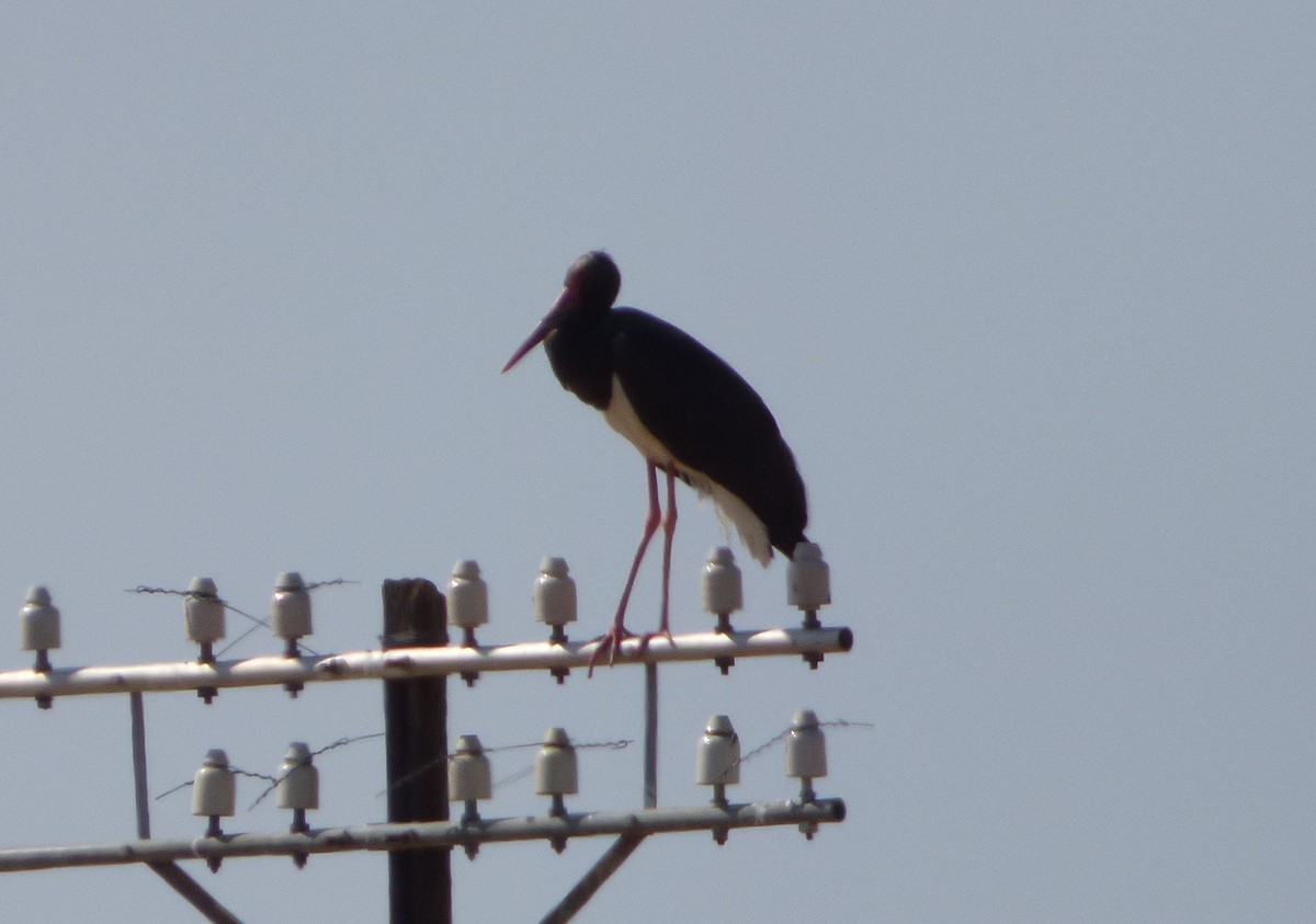 Black Stork - Bill Crins