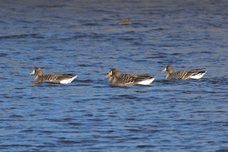 Greater White-fronted Goose (Western), ML132582061