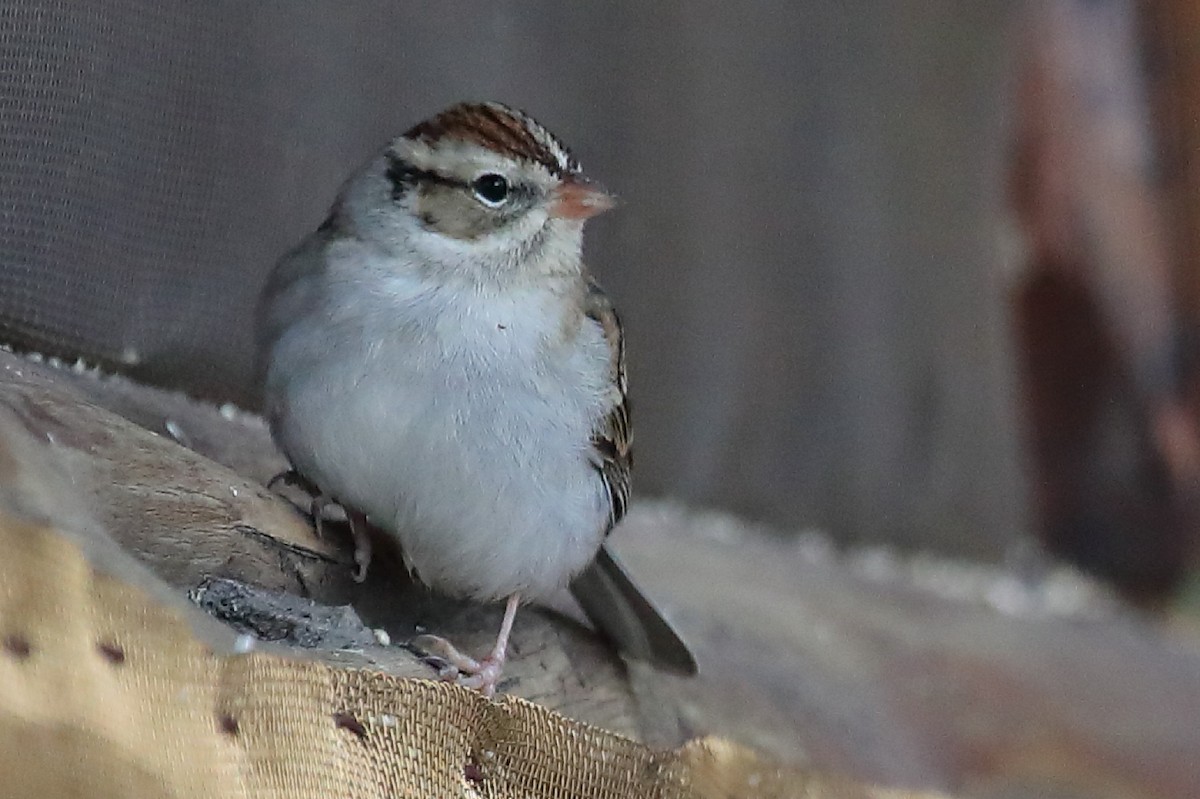 Chipping Sparrow - Bert Frenz