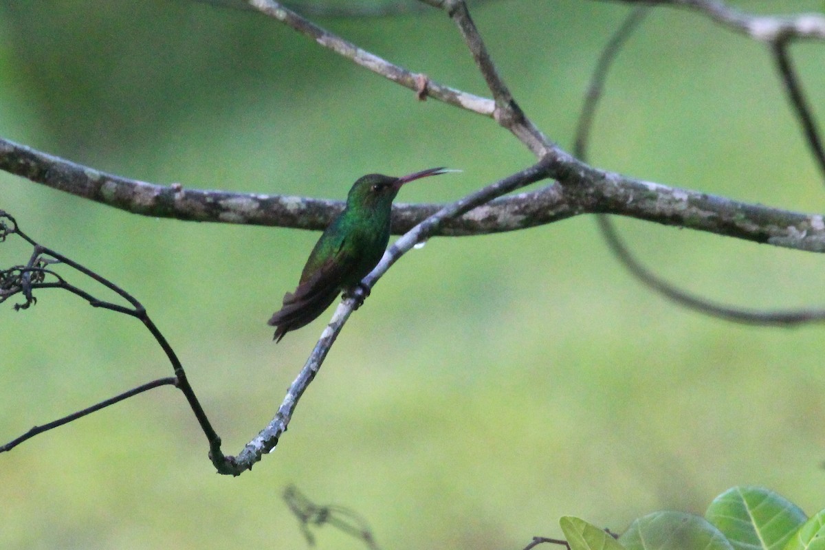 Rufous-tailed Hummingbird - ML132583661
