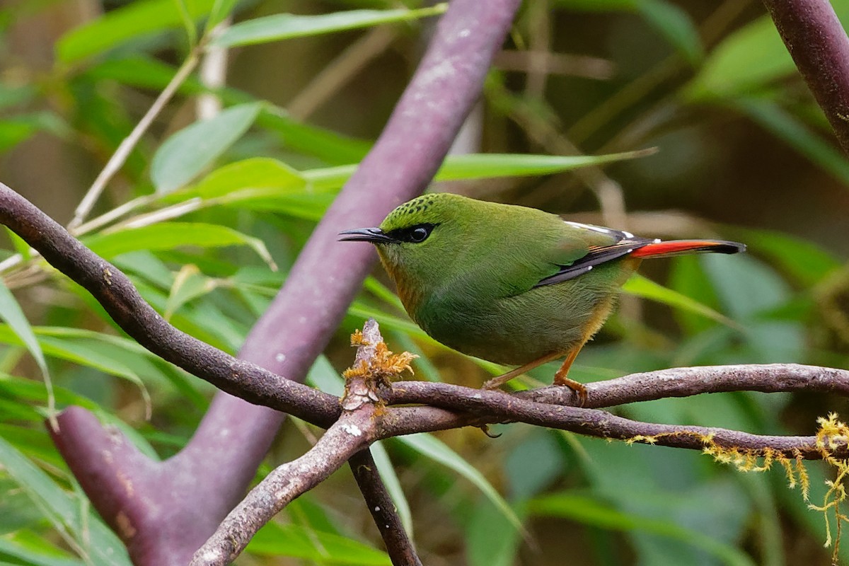 Fire-tailed Myzornis - ML132583891