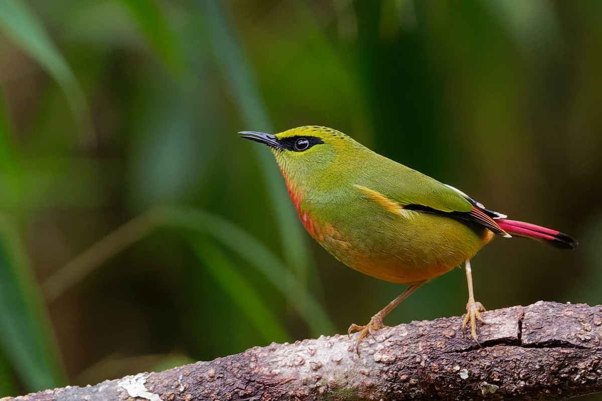 Fire-tailed Myzornis - ML132583901
