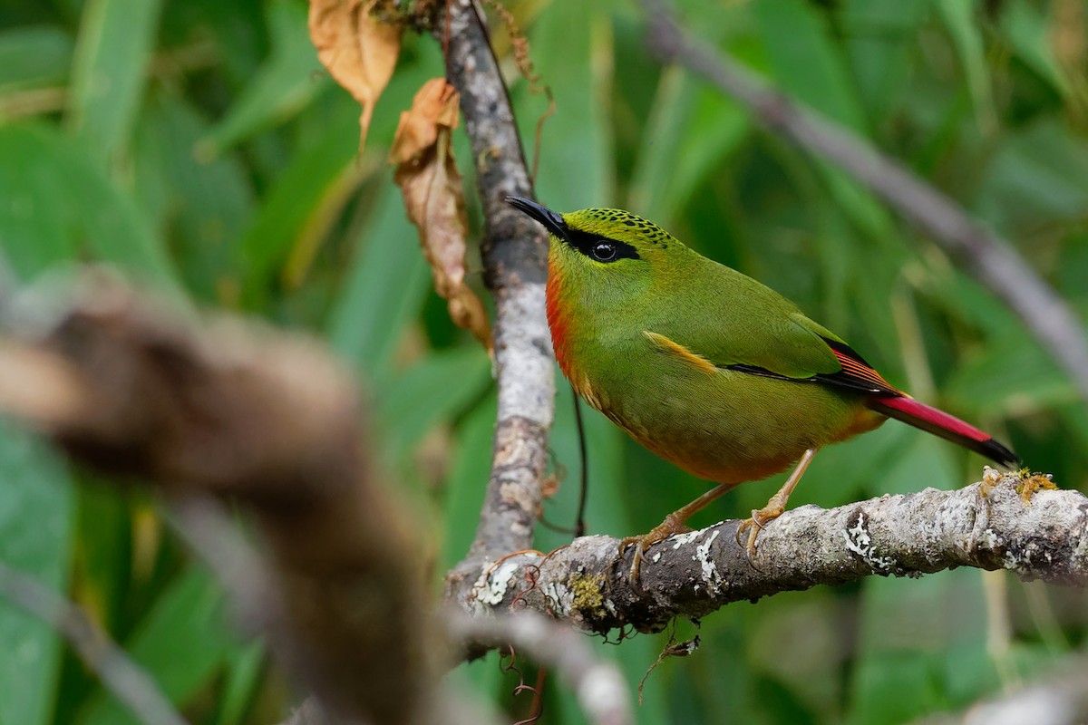 Fire-tailed Myzornis - ML132584001