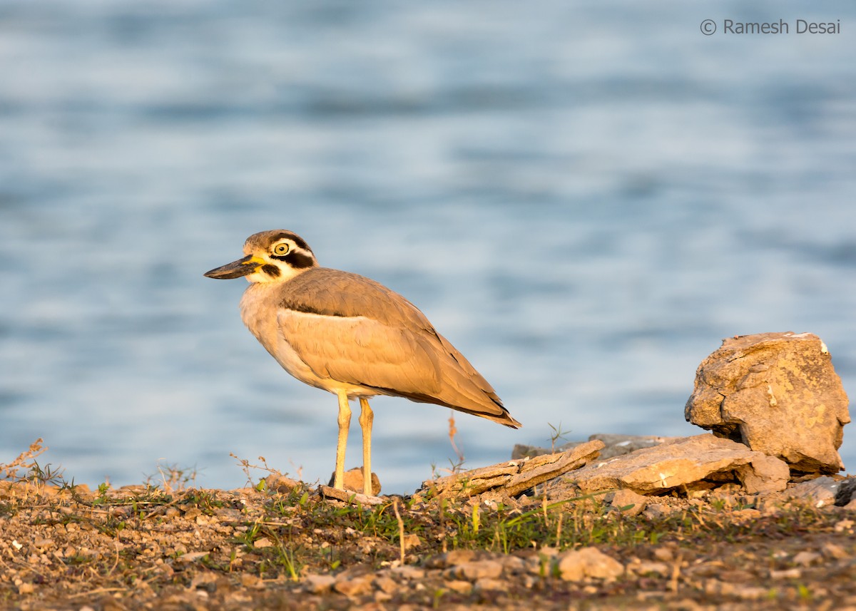 Great Thick-knee - ML132584331