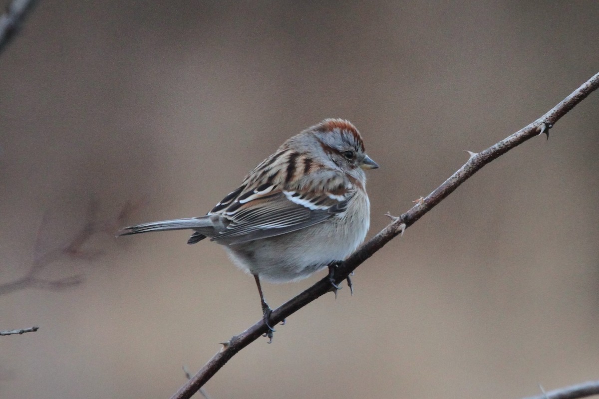 American Tree Sparrow - ML132585201