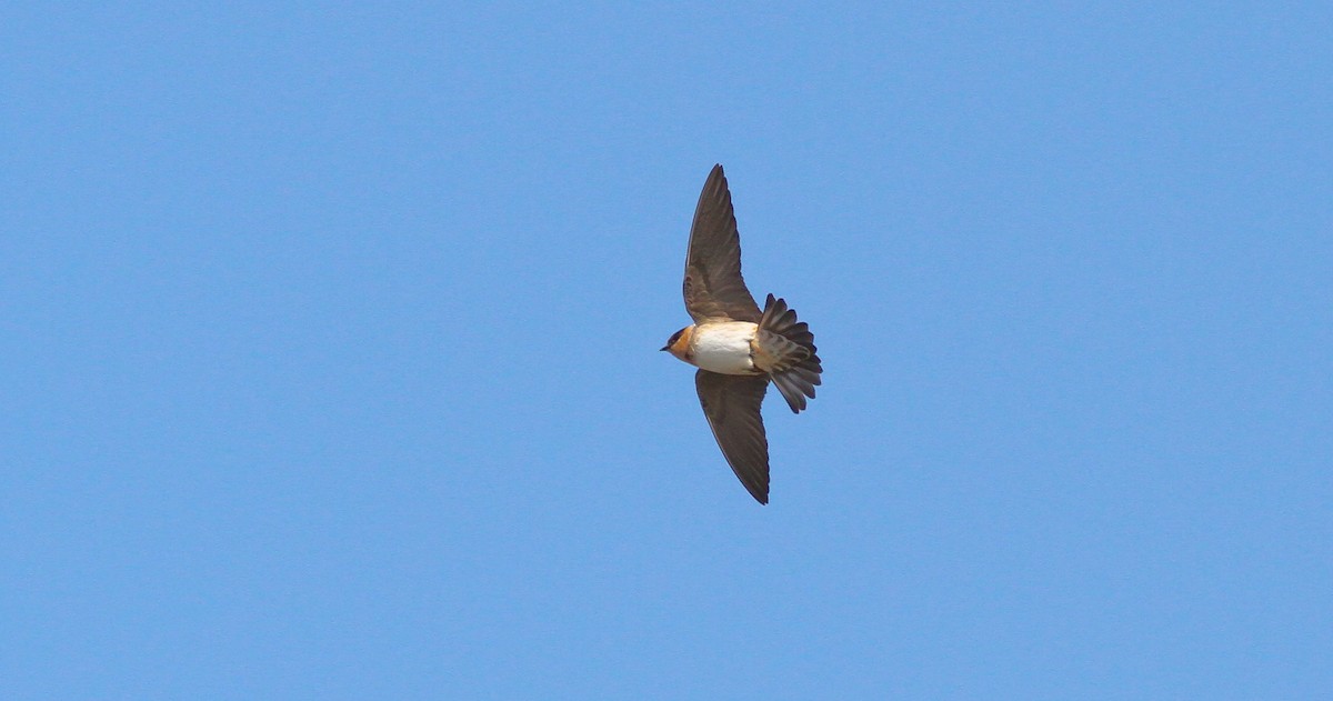 Cave Swallow (Texas) - ML132586421