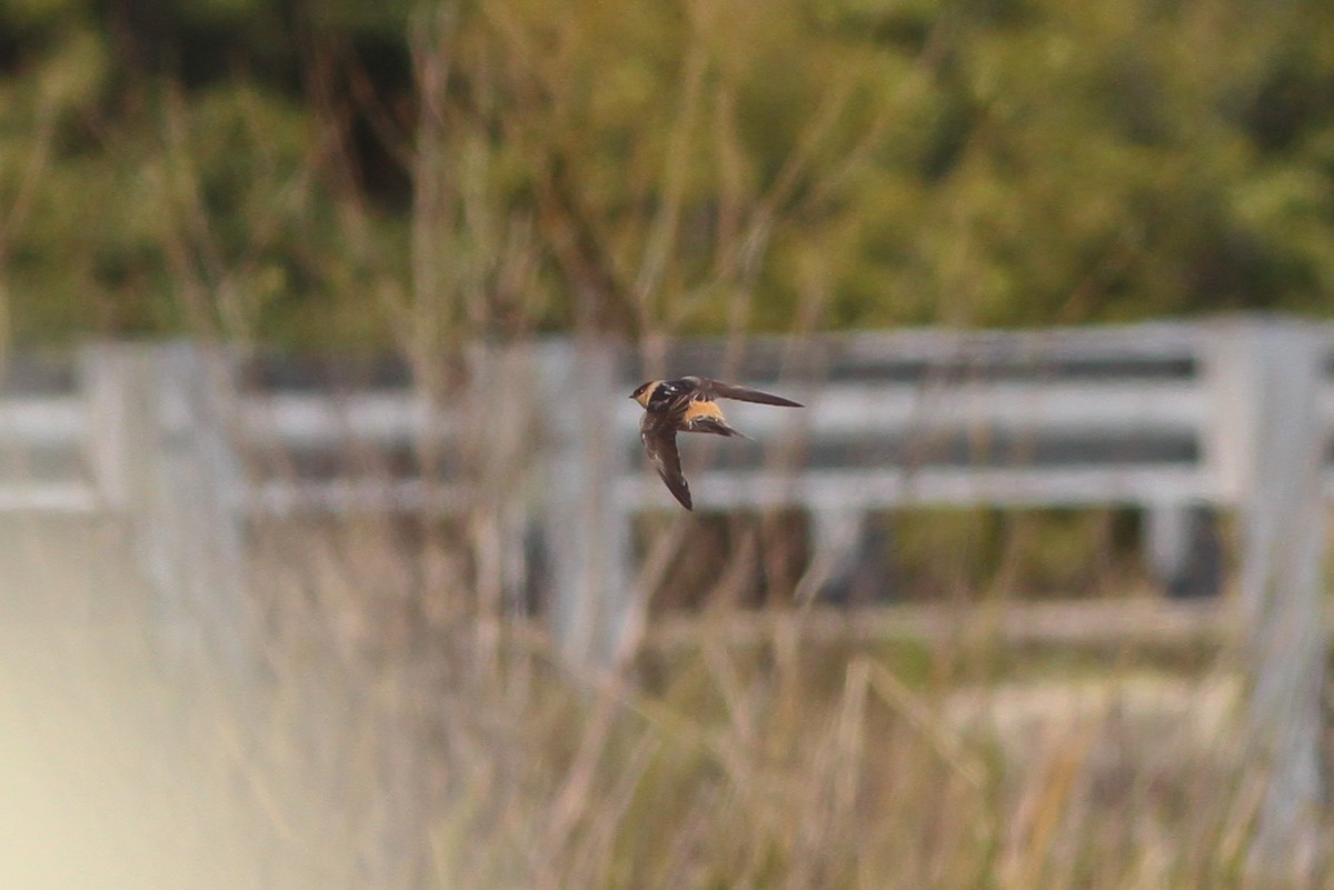 Cave Swallow (Texas) - ML132586541