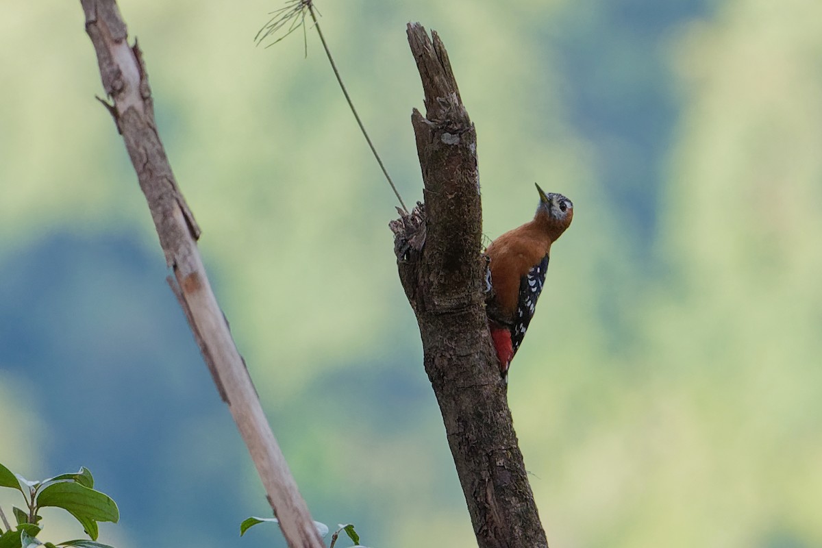 Rufous-bellied Woodpecker - Vincent Wang