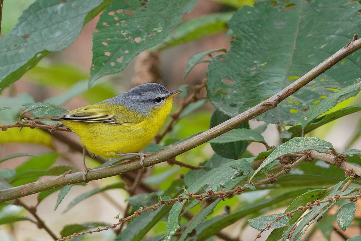Gray-hooded Warbler - Vincent Wang