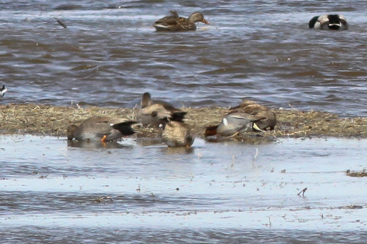Green-winged Teal - ML132591141