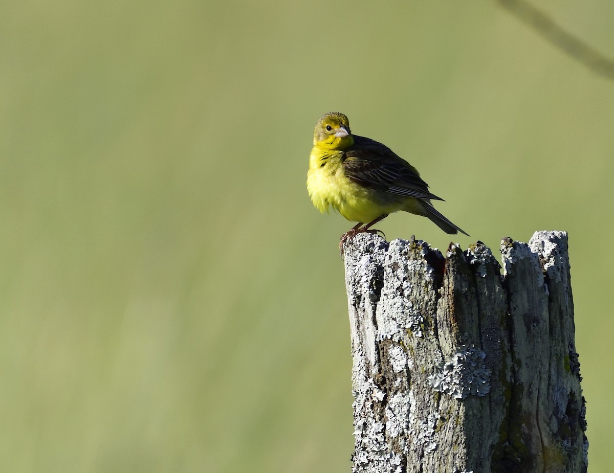 Grassland Yellow-Finch - ML132595661