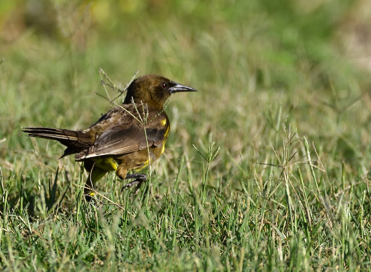 Brown-and-yellow Marshbird - ML132595811