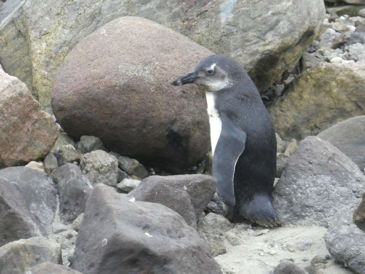 African Penguin - Matthias Bachmann