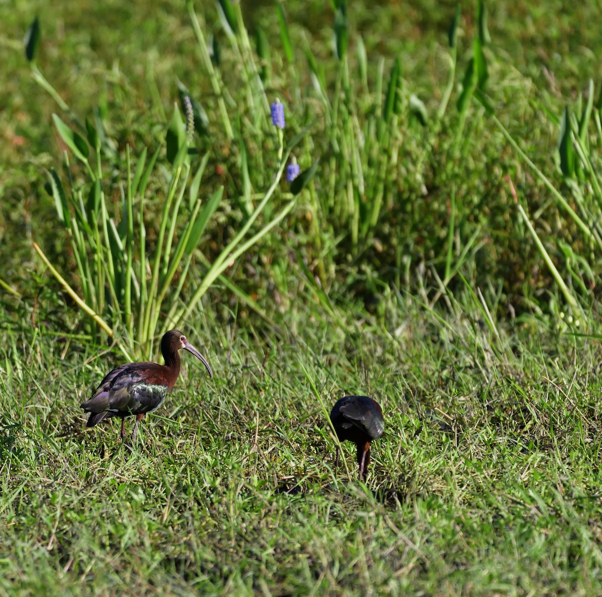 ibis americký - ML132596071