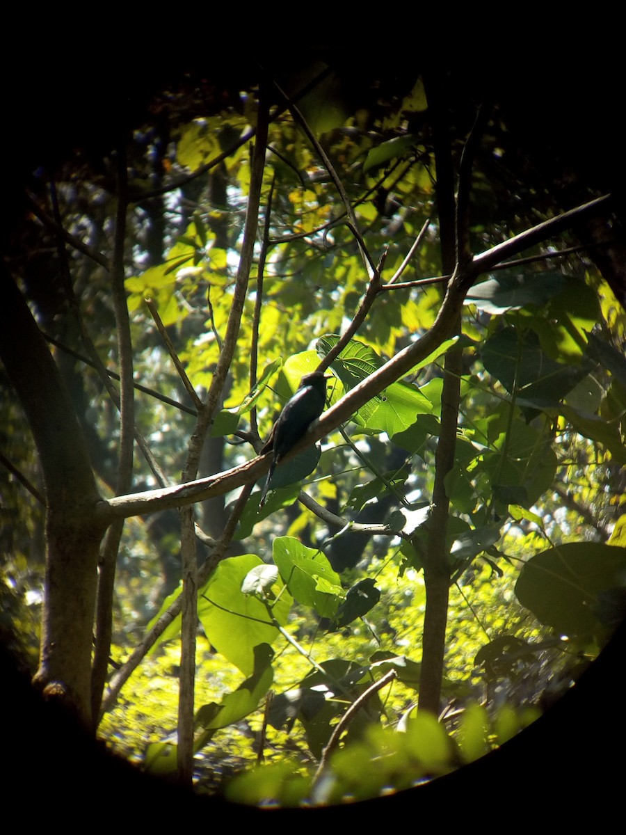Fork-tailed Drongo-Cuckoo - Arun Thomas