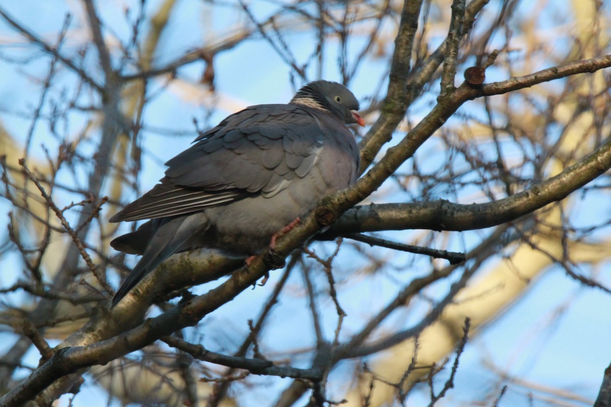 Common Wood-Pigeon - Nisha M