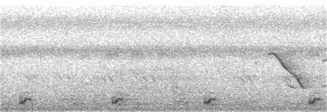 白腹秧雞 - ML132600361