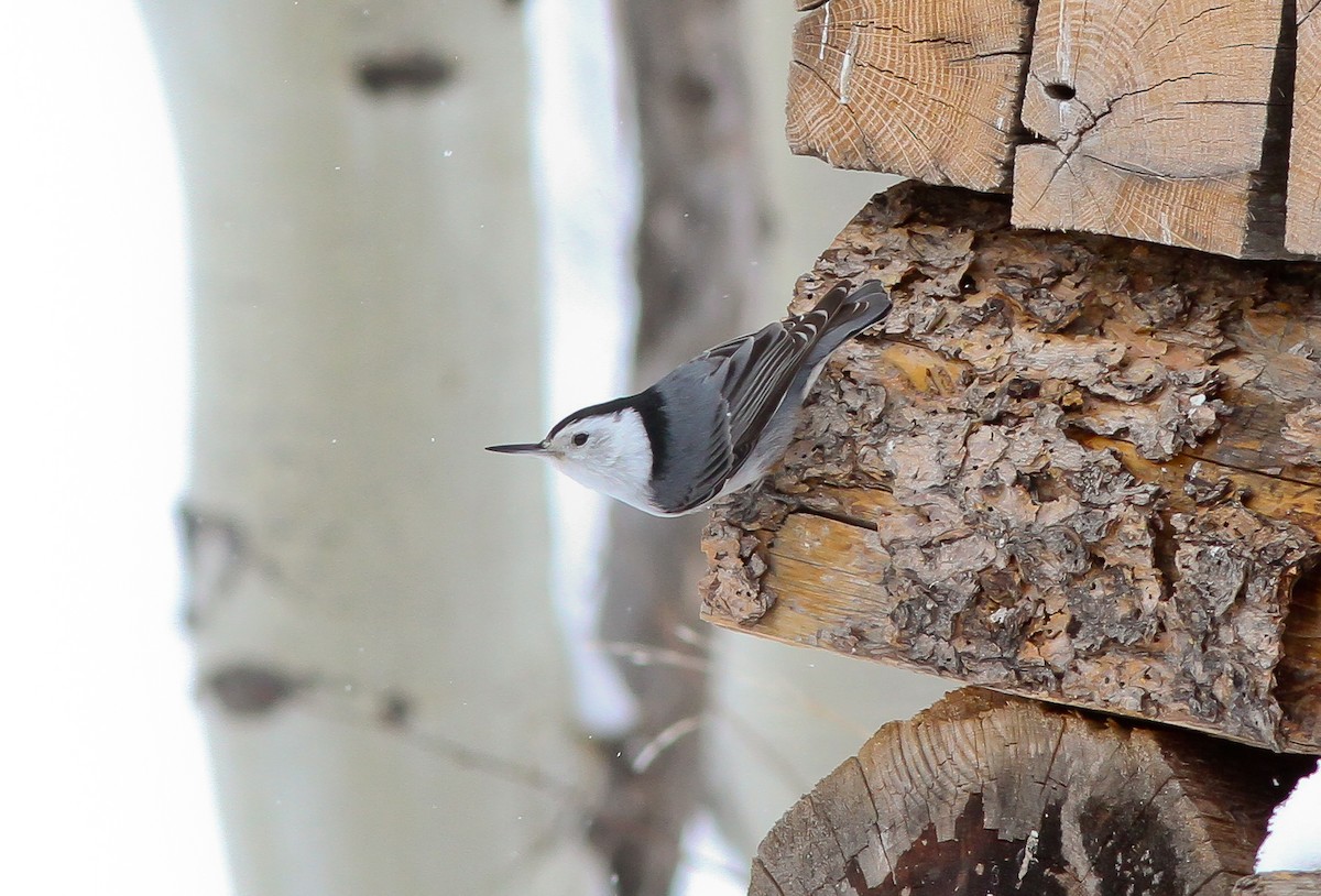 White-breasted Nuthatch (Interior West) - ML132602751