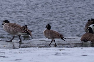 Cackling Goose (Richardson's), ML132603151