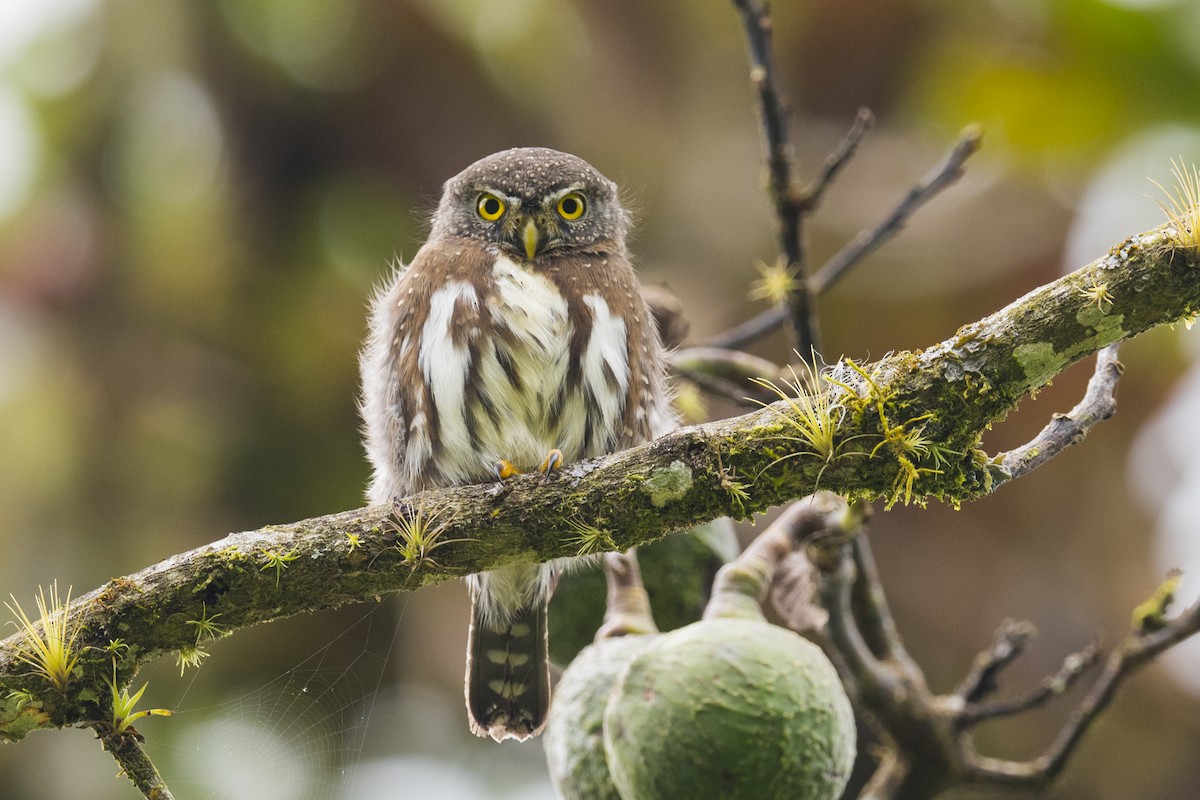 ロッキースズメフクロウ（cobanense） - eBird