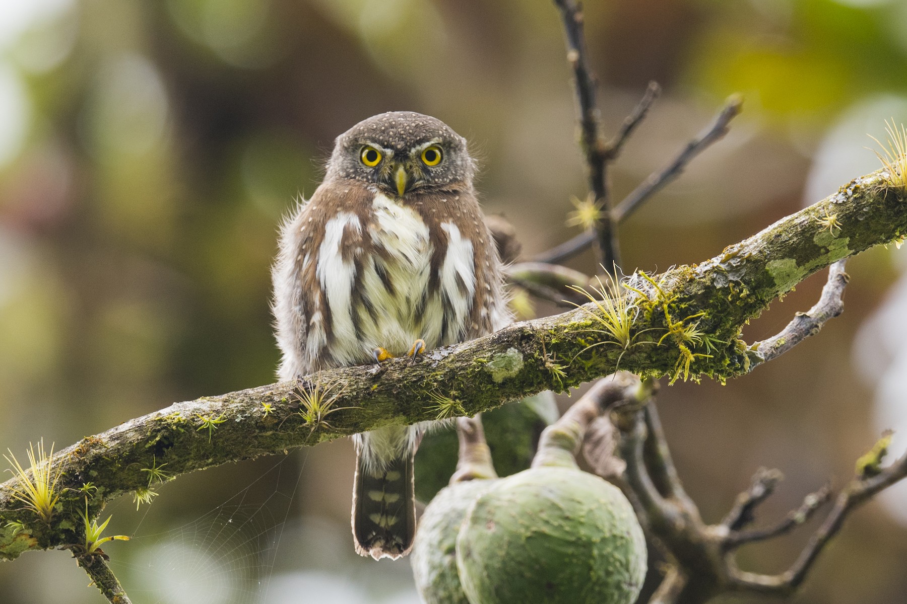 Northern Pygmy-Owl (Guatemalan) - John Cahill xikanel.com