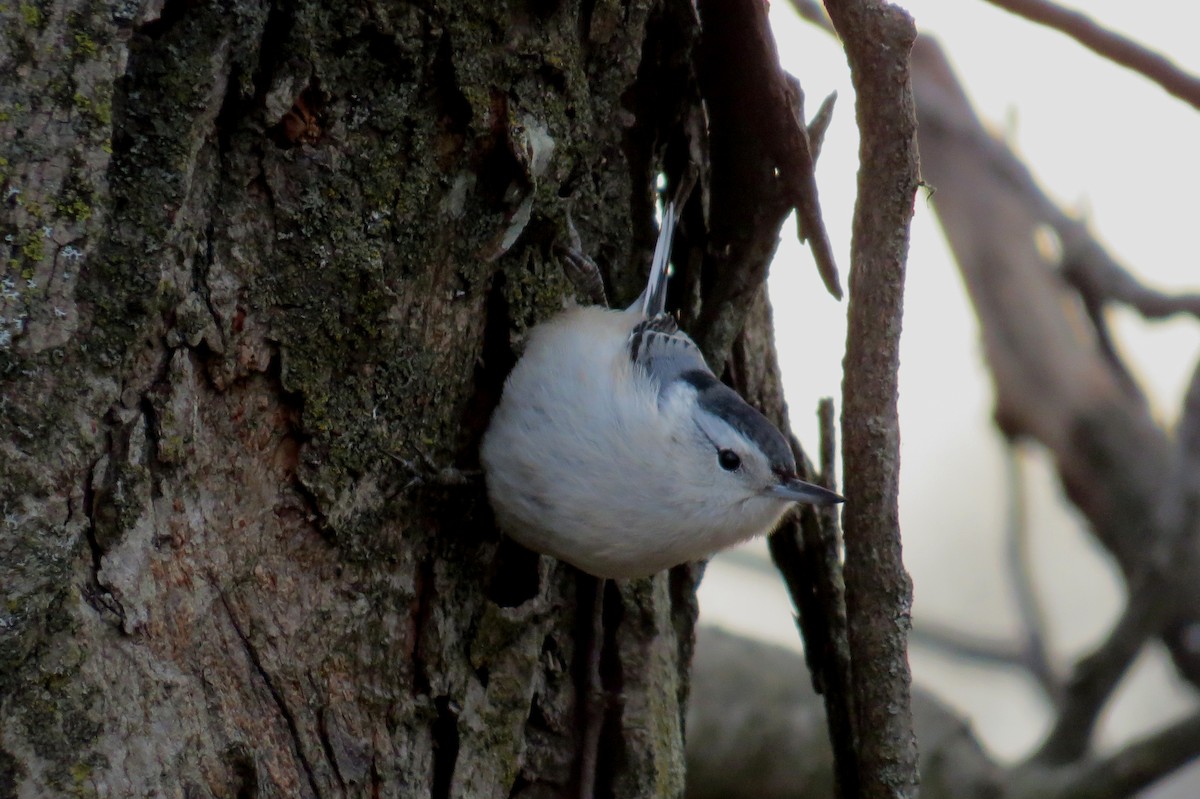 White-breasted Nuthatch - Lindsey Duval