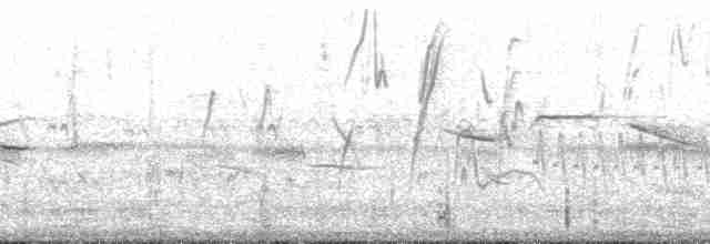 Brushland Tinamou - ML132609