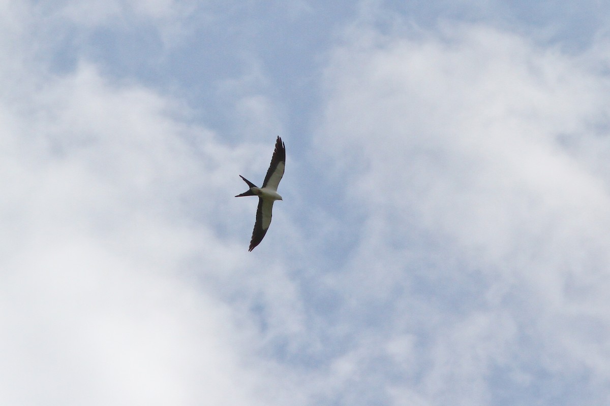 Swallow-tailed Kite - ML132609651