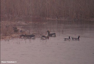 Barnacle Goose, ML132609671