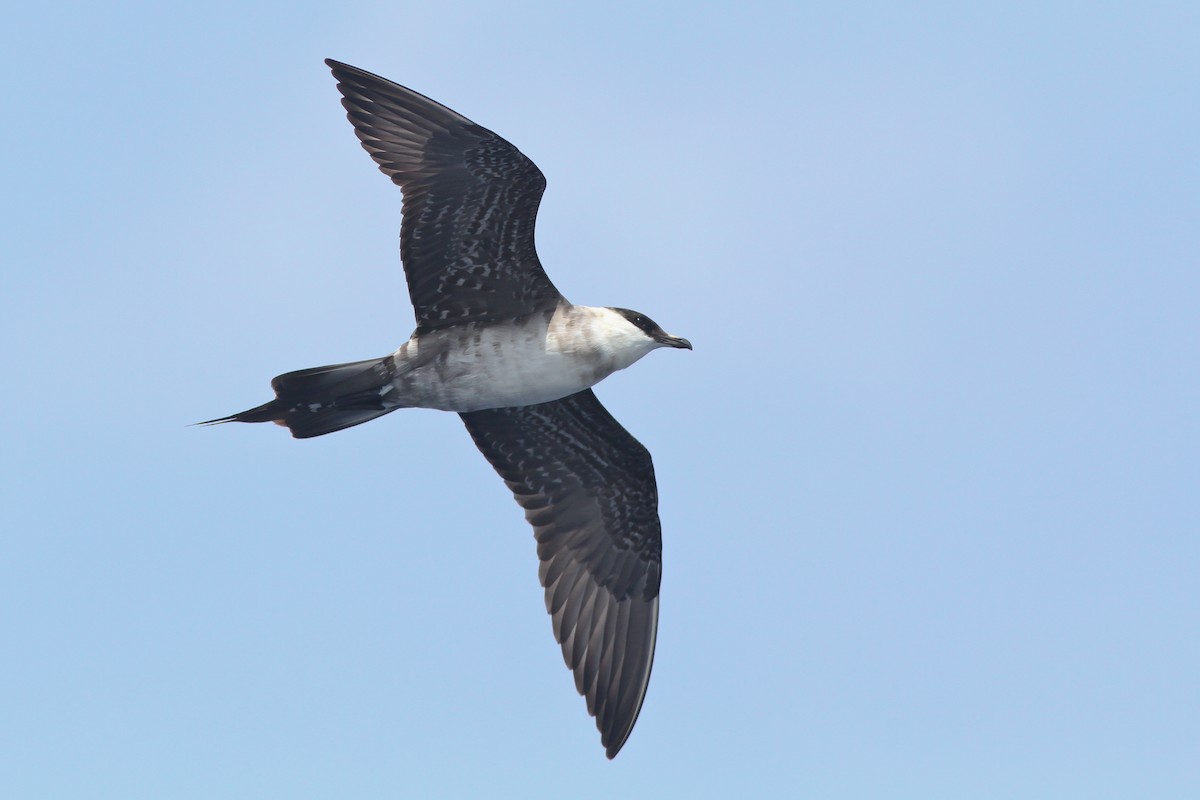 Long-tailed Jaeger - ML132610961