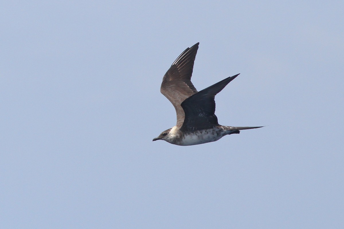 Long-tailed Jaeger - ML132611051